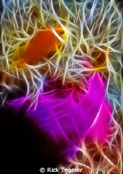 Spine cheek anemonefish by Rick Tegeler 
